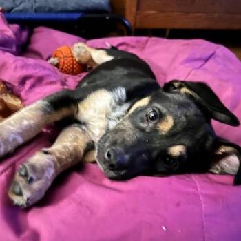 Mixed Breed Dogs Available for Adoption - Clark | PetCurious