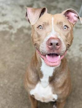 Napa -  Pit Bull Terrier Dog for Adoption in Chicago, Illinois - Napa | PetCurious