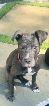 Garbanzo -  Pit Bull Terrier Dog for Adoption in Princeton, Massachusetts - Garbanzo | PetCurious
