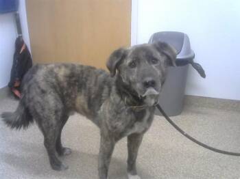 Pit Bull Terrier and Golden Retriever Dogs Available for Adoption - ROCKY | PetCurious