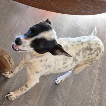 Bigs -  Australian Cattle Dog Blue Heeler and Chihuahua Dog for Adoption in Midland, Texas - Bigs | PetCurious