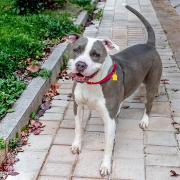 LADY -  Pit Bull Terrier and Mixed Breed Dog for Adoption in St. Louis, Missouri - LADY | PetCurious