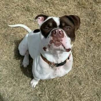 Boston -  American Bulldog Dog for Adoption in Lenexa, Kansas - Boston | PetCurious