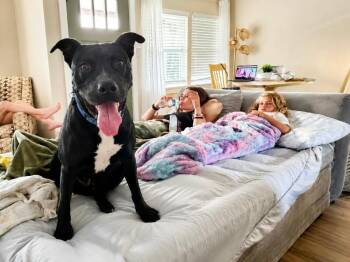 Kismet The Love Sponge -  Pit Bull Terrier and American Staffordshire Terrier Dog for Adoption in Friendswood, Texas - Kismet The Love Sponge | PetCurious