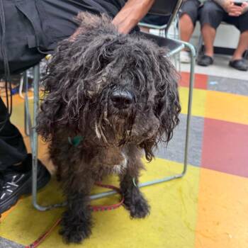 Rastapasta -  Mixed Breed Dog for Adoption in Philadelphia, Pennsylvania - Rastapasta | PetCurious