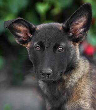 Rescue Belgian Shepherd Malinois and Dutch Shepherd Dogs for Adoption in Los Angeles, California - *Basil Von Holland | PetCurious