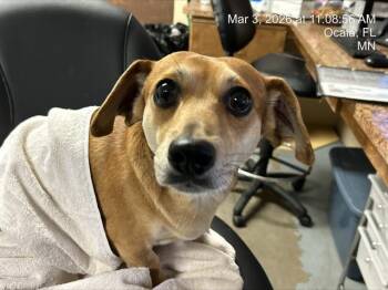 Chihuahua and Dachshund Dogs Available for Adoption - SCOOBY | PetCurious