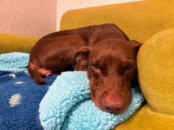 Samantha -  Catahoula Leopard Dog and American Staffordshire Terrier Dog for Adoption in Roseville, California - Samantha | PetCurious