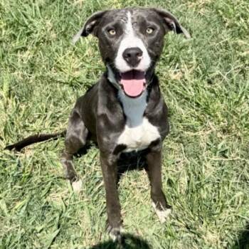 ARCHIE -  Staffordshire Bull Terrier and Mixed Breed Dog for Adoption in Houston, Texas - ARCHIE | PetCurious