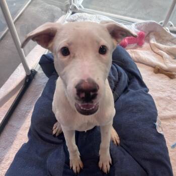 Maiz -  Mixed Breed Dog for Adoption in Bentonville, Arkansas - Maiz | PetCurious