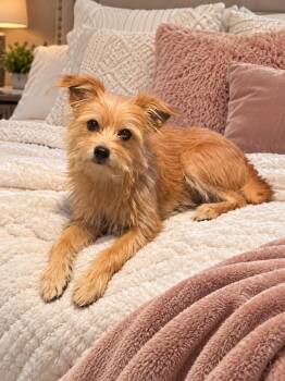 Shai -  Terrier Dog for Adoption in Russiaville, Indiana - Shai | PetCurious