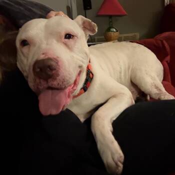 Pit Bull Terrier Dogs Available for Adoption - Diesel | PetCurious