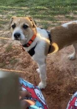 Queso -  Jack Russell Terrier Dog for Adoption in Warner Robins, Georgia - Queso | PetCurious