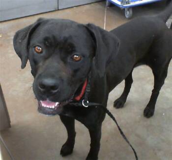 Rescue Mixed Breed Dogs for Adoption in Dallas, Texas - PEACHES | PetCurious