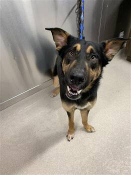 German Shepherd Dog and Mixed Breed Dogs Available for Adoption - ACE | PetCurious