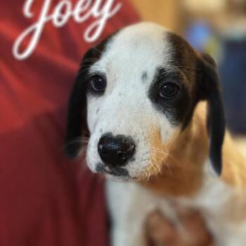 Joey -  Beagle and Mixed Breed Dog for Adoption in Opelika, Alabama - Joey | PetCurious