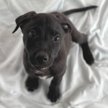 Black Labrador Retriever and Mixed Breed Dogs Available for Adoption in Freeport, Florida - Spike | PetCurious