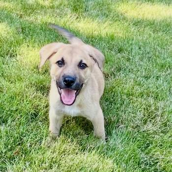 Franklin -  Golden Retriever and Yellow Labrador Retriever Dog for Adoption - Franklin | PetCurious