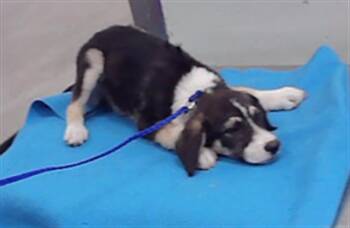 A2098324 -  Husky and Mixed Breed Dog for Adoption in Houston, Texas - A2098324 | PetCurious