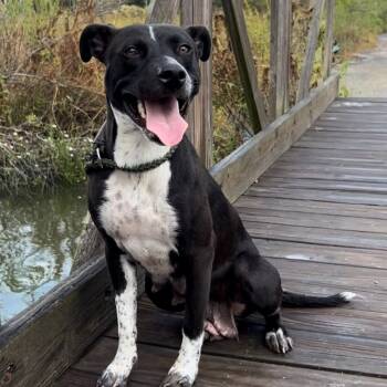Tayla -  Black Labrador Retriever Dog for Adoption in Magnolia, Texas - Tayla | PetCurious