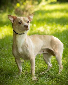 MISTY (0059) -  Chihuahua Dog for Adoption in Bridgeport, Connecticut - MISTY (0059) | PetCurious