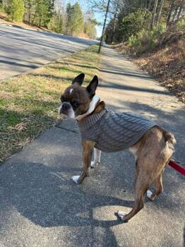 Boston Terrier Dogs Available for Adoption - Brody | PetCurious