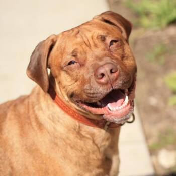 Pit Bull Terrier and Mixed Breed Dogs Available for Adoption - Coco | PetCurious
