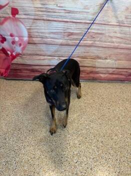 Doberman Pinscher and Mixed Breed Dogs Available for Adoption - KYLA | PetCurious