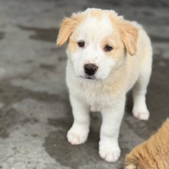 Agave -  Mixed Breed Dog for Adoption in Buffalo, Minnesota - Agave | PetCurious