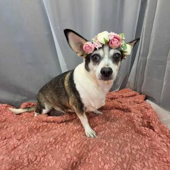 Chihuahua Dogs Available for Adoption in Foley, Alabama - Darlene | PetCurious
