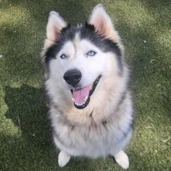 Viv -  Husky and Mixed Breed Dog for Adoption in Mooresville, North Carolina - Viv | PetCurious
