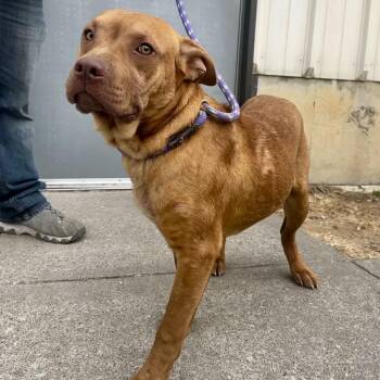 Mixed Breed Dogs Available for Adoption - Austin | PetCurious