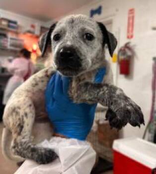 Chloe -  Mixed Breed Dog for Adoption in West Chester, Pennsylvania - Chloe | PetCurious