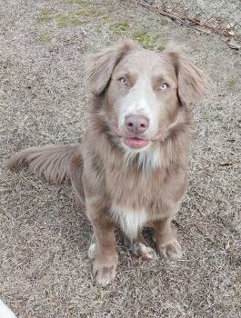 Australian Shepherd Dogs Available for Adoption - Gatsby | PetCurious