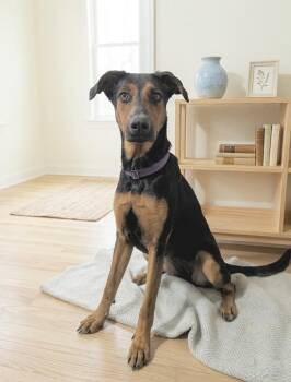 Doberman Pinscher Dogs Available for Adoption in Huntingtown, Maryland - Solara | PetCurious