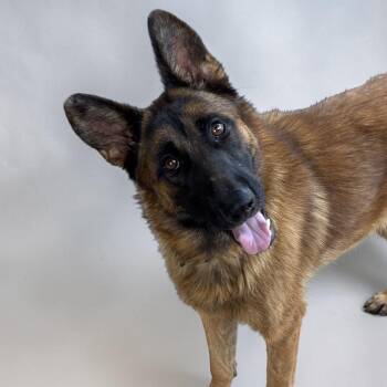 Ember -  German Shepherd Dog Dog for Adoption in Colleyville, Texas - Ember | PetCurious