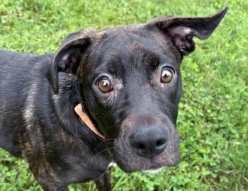 Fluttershy -  Boxer Dog for Adoption in Columbus, Indiana - Fluttershy | PetCurious