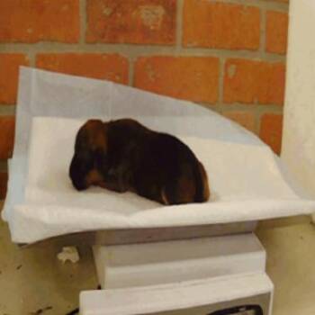 Charity -  Chihuahua Dog for Adoption in Park Row, Texas - Charity | PetCurious