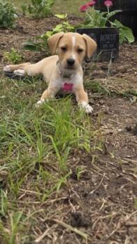 Rescue Spaniel and Mixed Breed Dogs for Adoption in Fort Worth, Texas - Jacinto | PetCurious