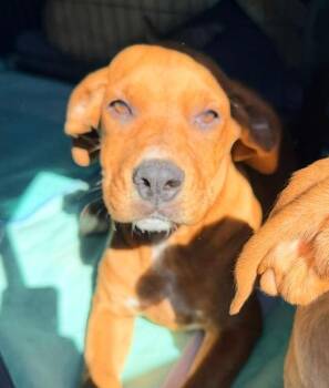 Libby -  Labrador Retriever and Rhodesian Ridgeback Dog for Adoption in Los Angeles, California - Libby | PetCurious