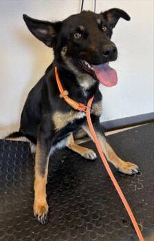German Shepherd Dog and Belgian Shepherd Malinois Dogs Available for Adoption in Ontario, California - INDIE | PetCurious