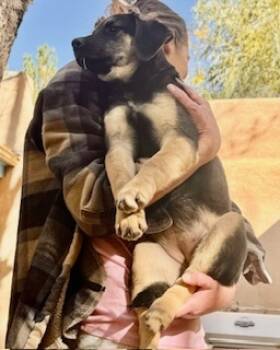 Rescue Mixed Breed Dogs for Adoption in Longmont, Colorado - Lettie | PetCurious