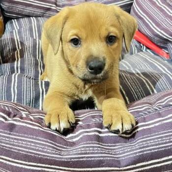 Dash -  Terrier and Mixed Breed Dog for Adoption in Calgary, Alberta - Dash | PetCurious