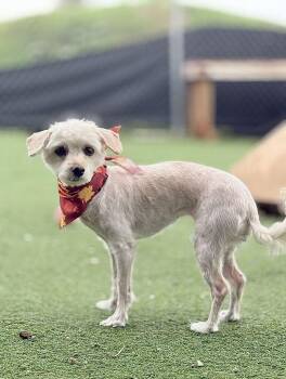 Miggles -  Maltese Dog for Adoption in Fruit Heights, Utah - Miggles | PetCurious