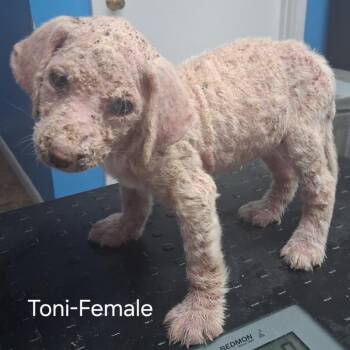 Toni -  Labrador Retriever Dog for Adoption in Otisfield, Maine - Toni | PetCurious