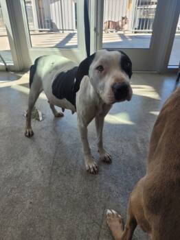 Rescue Pit Bull Terrier and Mixed Breed Dogs for Adoption in Fort Worth, Texas - 57997216 | PetCurious