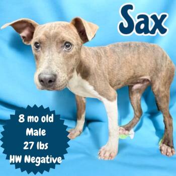 Sax -  Pit Bull Terrier Dog for Adoption in Sorrento, Louisiana - Sax | PetCurious