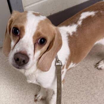 Beagle Dogs Available for Adoption in Evansville, Indiana - Jasper | PetCurious