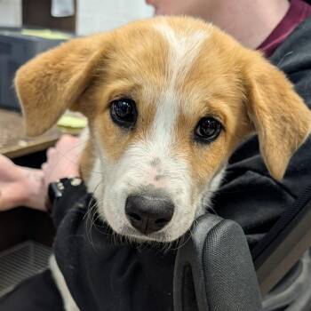 Mixed Breed Dogs Available for Adoption in Ardmore, Oklahoma - Stink Stink | PetCurious