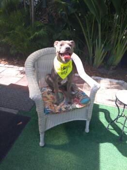 Rescue Terrier and Patterdale Terrier Fell Terrier Dogs for Adoption in Miami Gardens, Florida - Maya | PetCurious